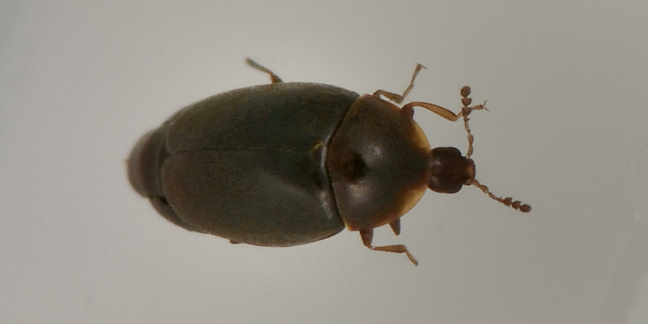 Corylophidae, in accoppiamento:  Clypastraea sp. (?)